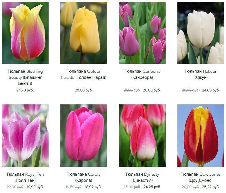 Каталог голландских тюльпанов с фото и описанием