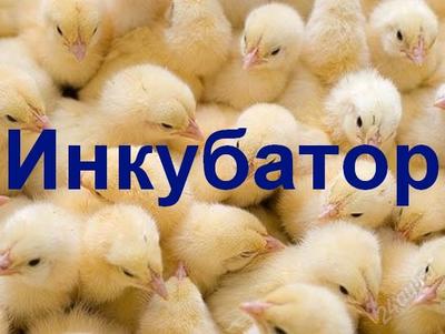 Домашний инкубатор на 36 яиц Несушка БИ 1М 220 В с автоматическим поворотом и цифровым термометром в городе Москва, фото 3, телефон продавца: +7 (927) 726-03-20