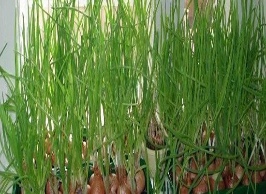 Установка Луковое Счастье домашний проращиватель выращиватель зелёного лука гидропонный в городе Москва, фото 6, телефон продавца: +7 (927) 726-03-20