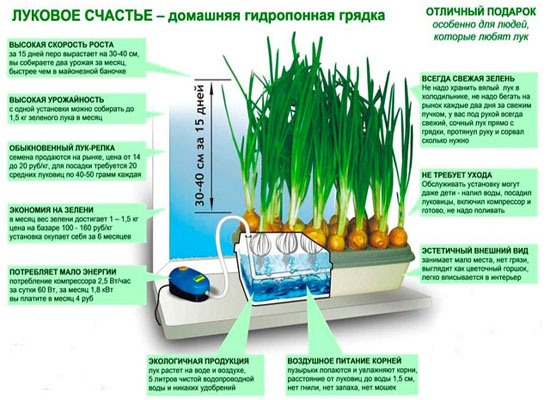 Грядка домашняя гидропонная Луковое Счастье установка выращиватель зелёного лука  в городе Москва, фото 1, Московская область