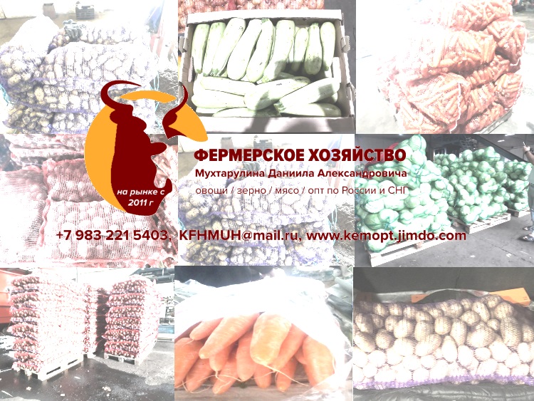 Картофель из Кемерово круглый год в городе Кемерово, фото 1, Кемеровская область