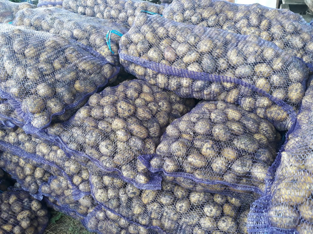 Картофель Гала в Кемерово, свежий урожай в городе Кемерово, фото 1, Кемеровская область