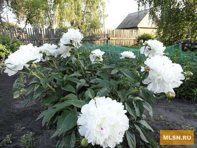 Продам дачу по сыропятскому тракту в городе Омск, фото 3, Дачи