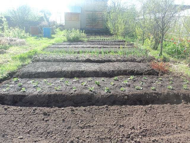 Купить Огород В Ижевске Массив Монтажник