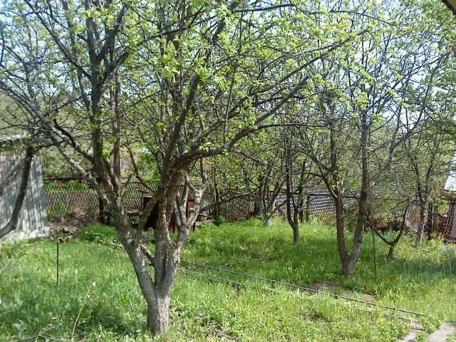 Дача СНТ Ермаковское в городе Тольятти, фото 7, Дачи