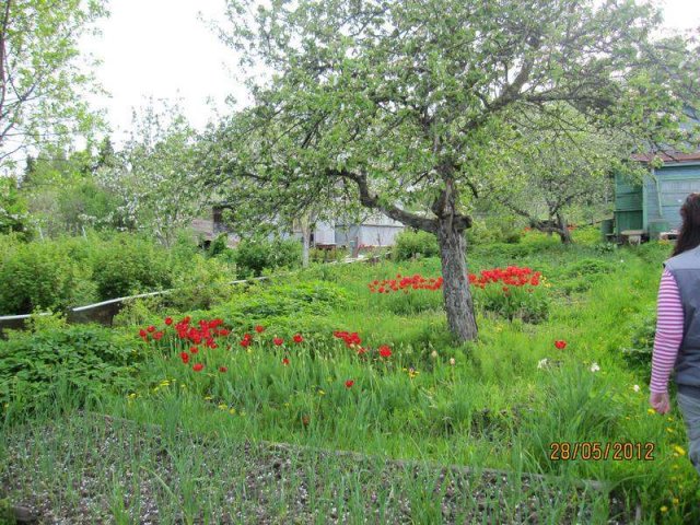 Продам дачу в черте города в городе Выборг, фото 6, Дачи