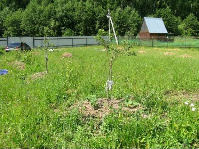 Продаю дачу в дер. Могутово (16 соток). Киевское шоссе в городе Наро-Фоминск, фото 5, Московская область