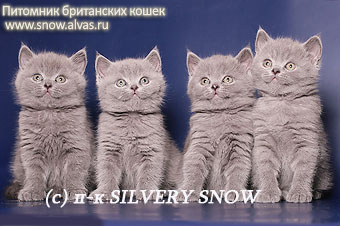Без британского кота жизнь конечно же не та! в городе Москва, фото 1, Московская область