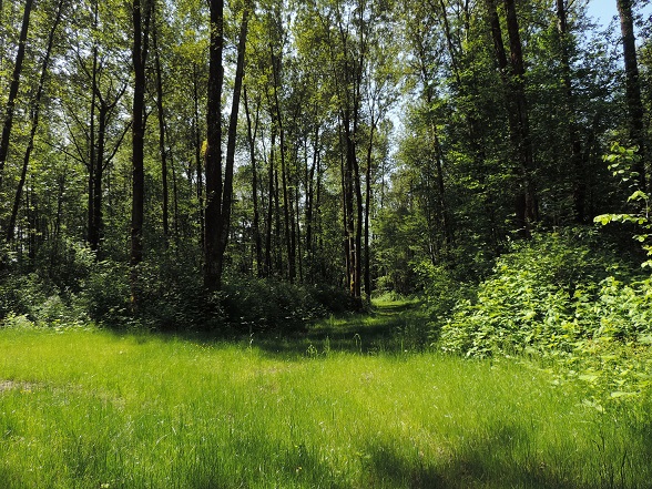 Продается участок с лесом  в городе Коломна, фото 1, Московская область