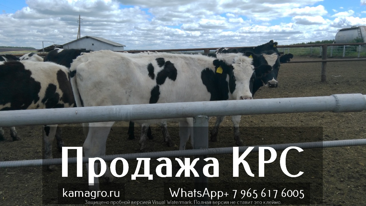 Продажа коров дойных, нетелей молочных пород в Екатеринбурге в городе Екатеринбург, фото 2, стоимость: 1 руб.