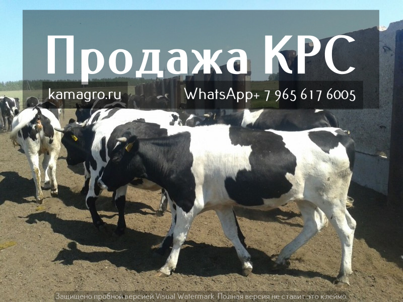 Продажа коров дойных в Иванове в городе Иваново, фото 4, телефон продавца: +7 (495) 133-75-42