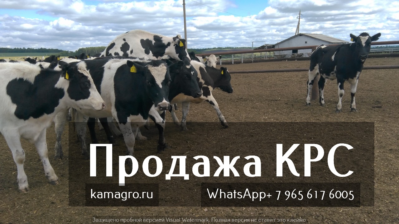 Продажа племенных пород КРС живым весом молочного направления из России в Казане в городе Казань, фото 1, стоимость: 1 руб.