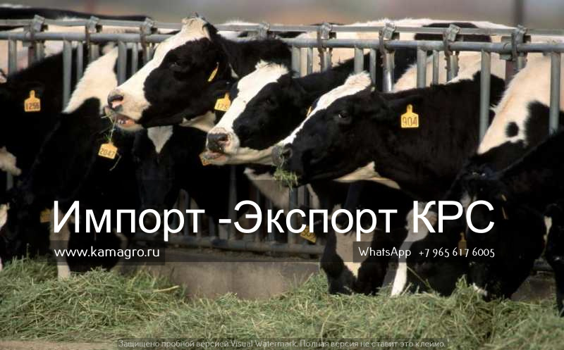 Продажа племенных пород КРС живым весом молочного направления из России в Казане в городе Казань, фото 10, Сельхоз животные