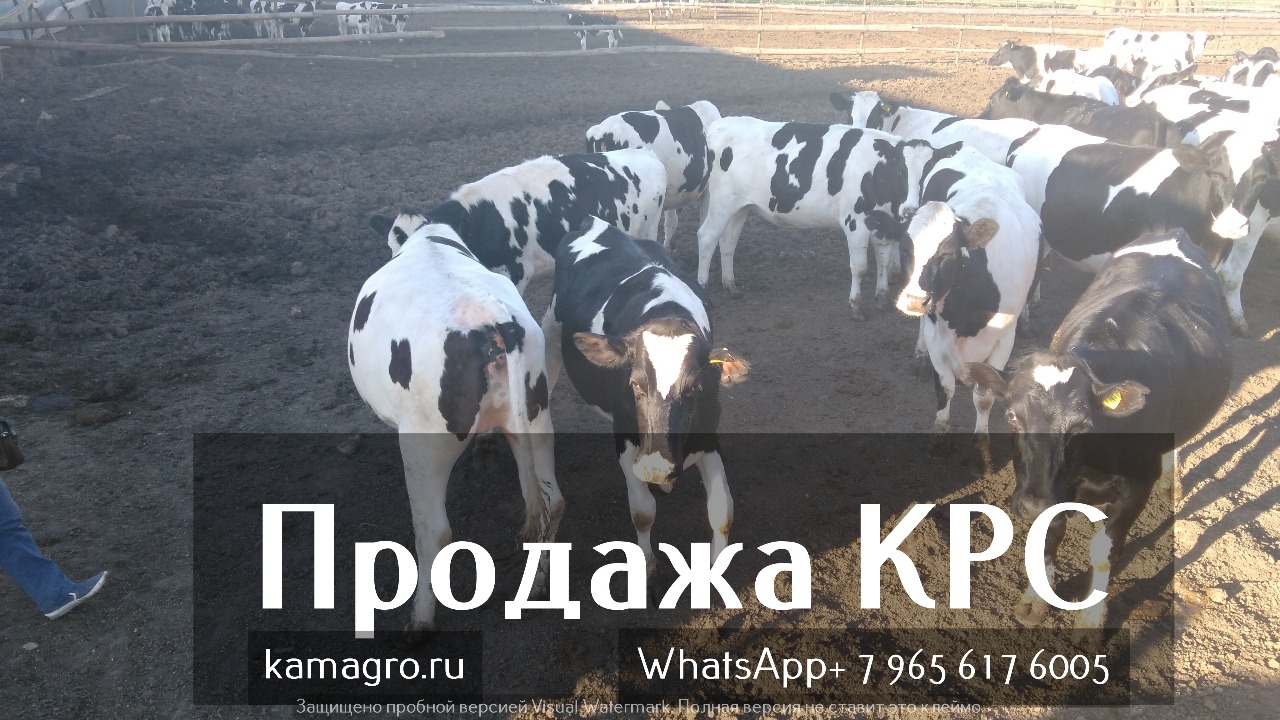 Продажа племенных пород КРС живым весом молочного направления из России в Казане в городе Казань, фото 2, Сельхоз животные