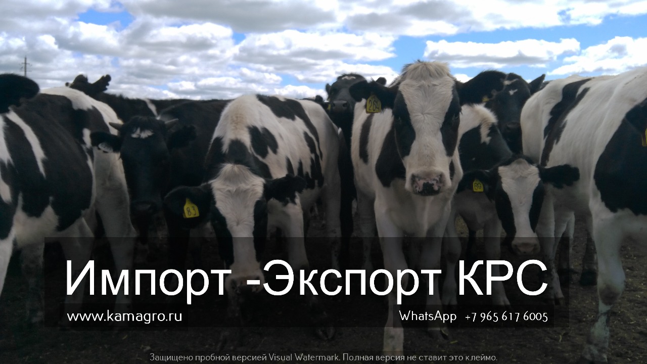 Продажа племенных пород КРС живым весом молочного направления из России в Казане в городе Казань, фото 9, стоимость: 1 руб.