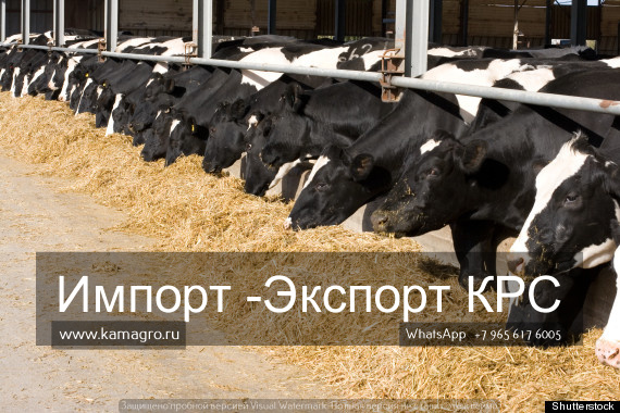 Продажа племенных пород КРС живым весом молочного направления из России в Екатеринбурге в городе Екатеринбург, фото 6, телефон продавца: +7 (495) 133-75-42