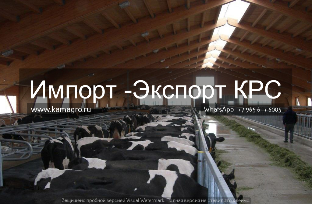 Продажа племенных пород КРС живым весом молочного направления из России в Екатеринбурге в городе Екатеринбург, фото 7, стоимость: 1 руб.