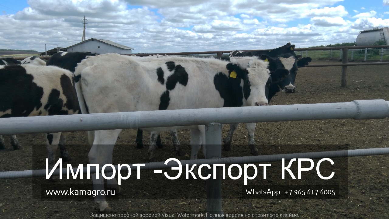 Продажа коров дойных, нетелей молочных пород в Ноябрьске в городе Ноябрьск, фото 8, Животные и растения