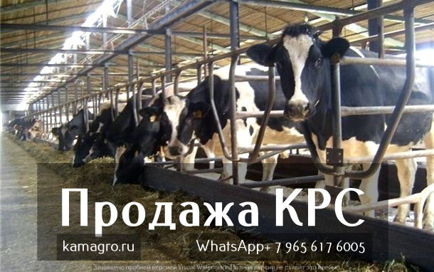 Продажа племенных пород КРС живым весом молочного направления из России в Оренбурге в городе Оренбург, фото 5, стоимость: 1 руб.