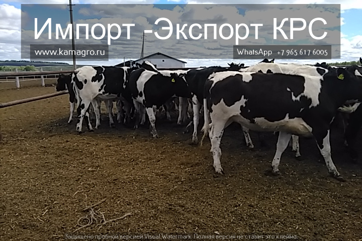 Продажа племенных пород КРС живым весом молочного направления из России в Кисловодске в городе Кисловодск, фото 6, Сельхоз животные