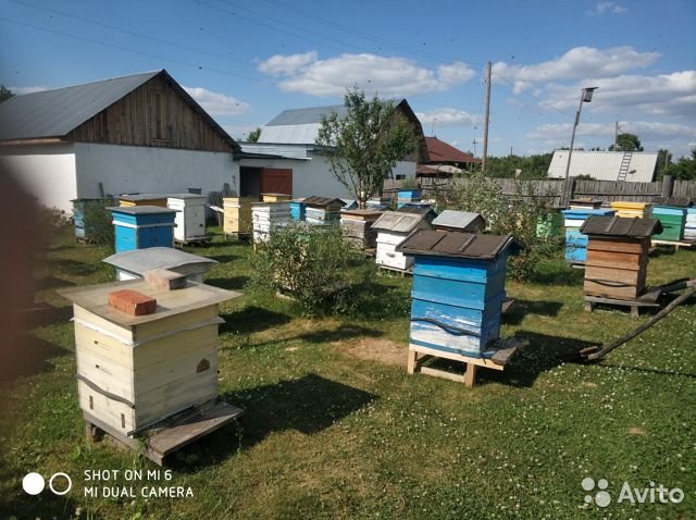 Продажа пасеки в с.Панфилово Калманский район Алтайский край в городе Калманка, фото 1, Другое