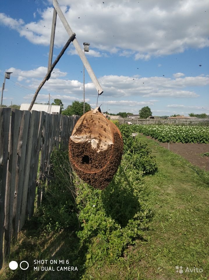 Продажа пасеки в с.Панфилово Калманский район Алтайский край в городе Калманка, фото 2, телефон продавца: +7 (913) 917-69-23