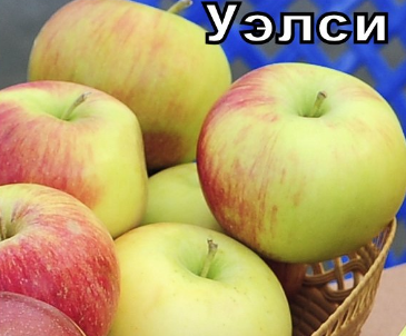 Питомник саженцев Хорошие Растения. в городе Москва, фото 3, стоимость: 100 руб.