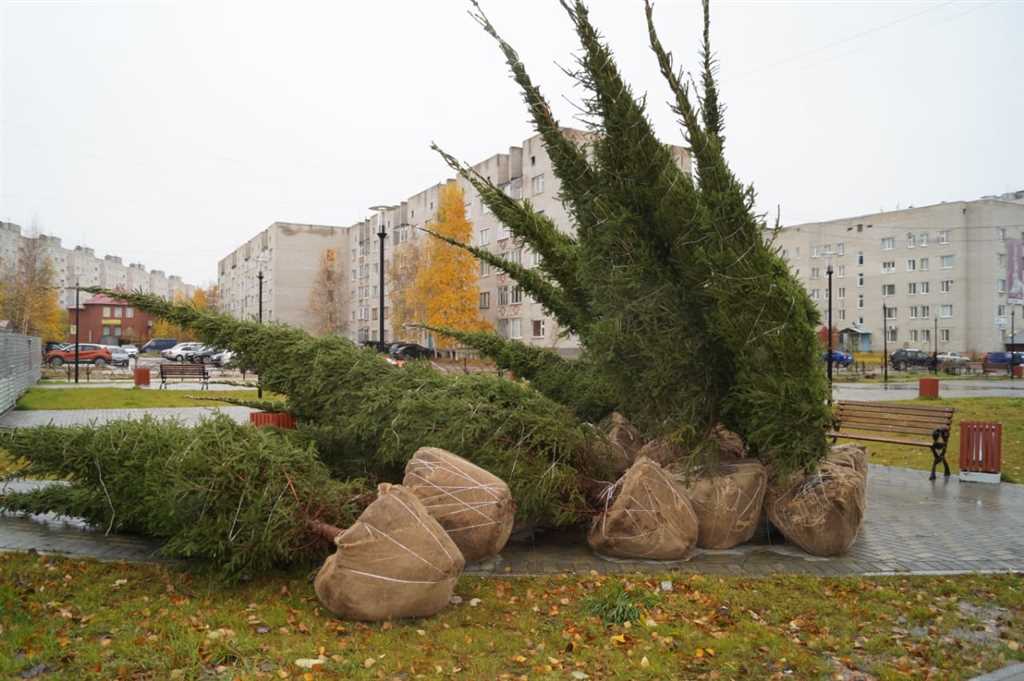 Саженцы деревьев и кустарников. Питомник растений в городе Тобольск, фото 1, телефон продавца: +7 (912) 383-37-27