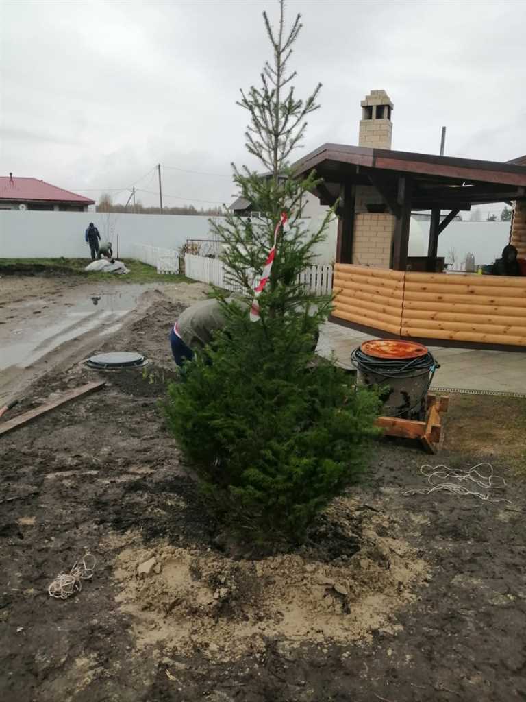 Саженцы деревьев и кустарников. Питомник растений в городе Тобольск, фото 3, Садовые растения