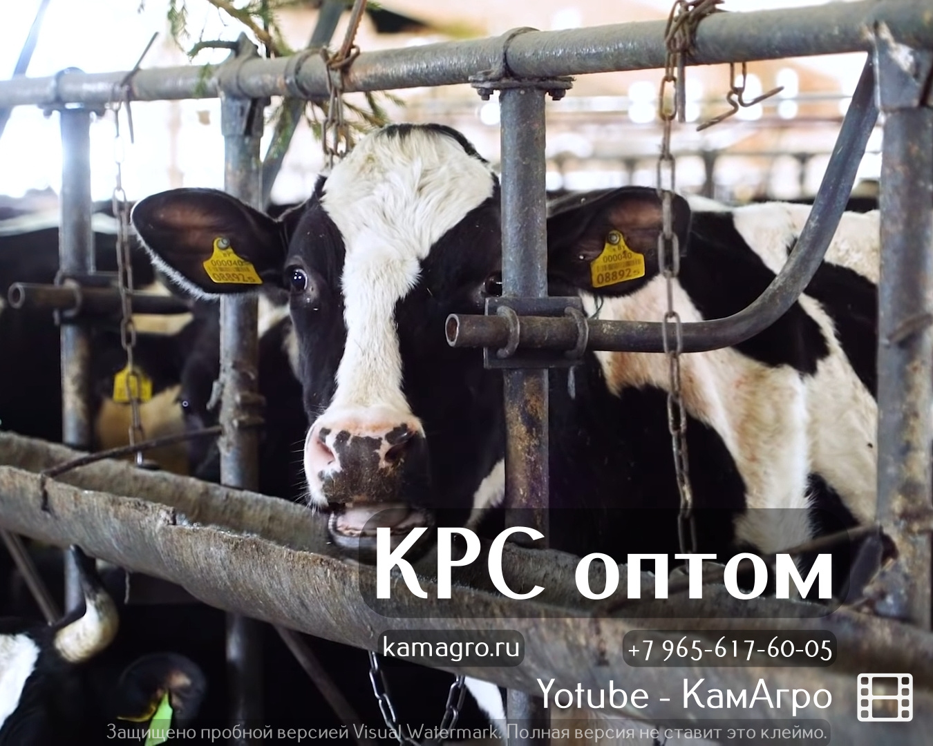 Торговый Дом «КамАгро» продает молочных товарных нетелей Черно-пестрой породы в городе Набережные Челны, фото 1, Татарстан