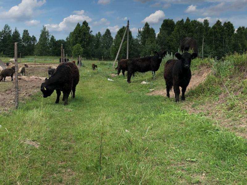 Быки мясной породы Галловеи в городе Спас-Клепики, фото 4, Рязанская область