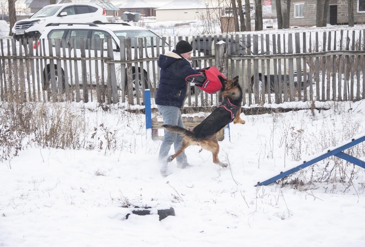 Услуги кинолога в городе Стерлитамак, фото 1, Башкортостан