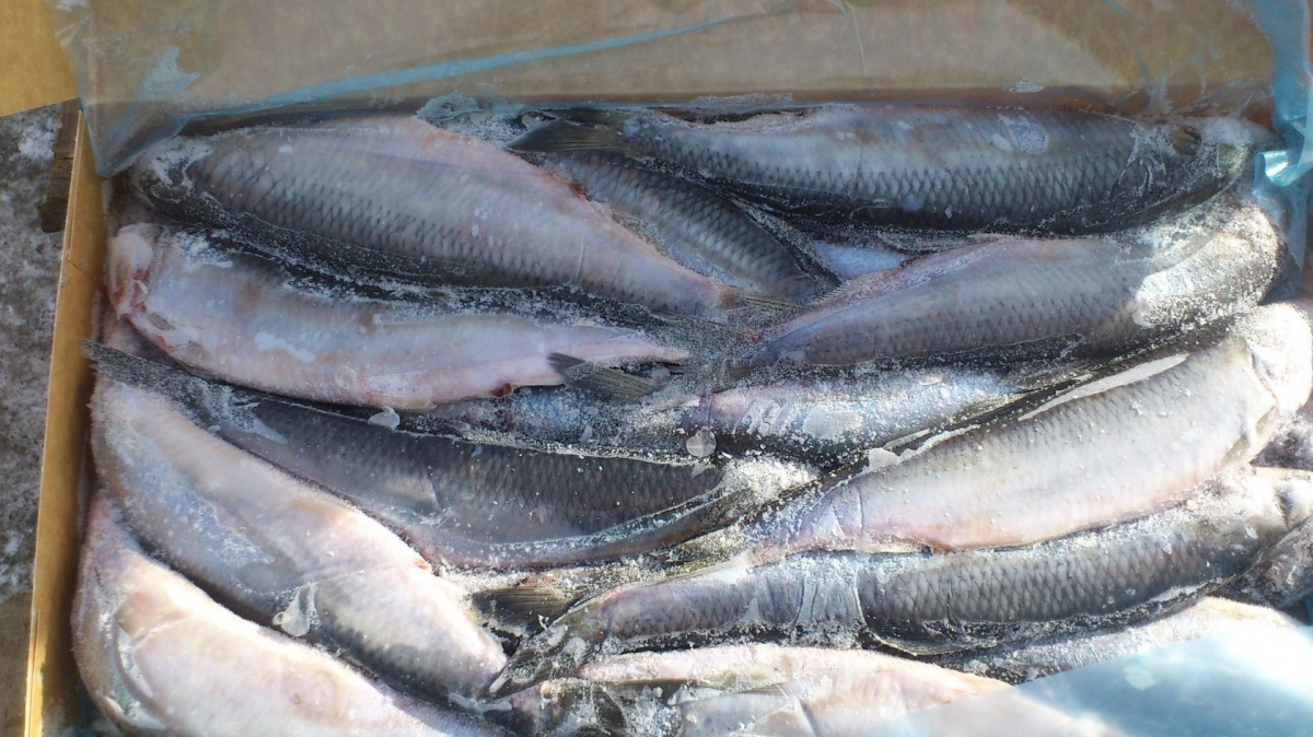 Свежемороженая Рыба, ОПТ цены в городе Санкт-Петербург, фото 1, Ленинградская область