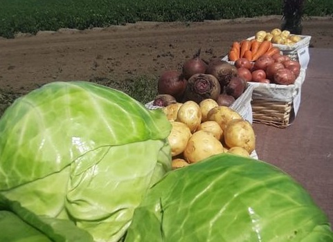 Молодой урожай овощей 2024 с доставкой по Алтайскому краю в городе Барнаул, фото 1, Алтайский край