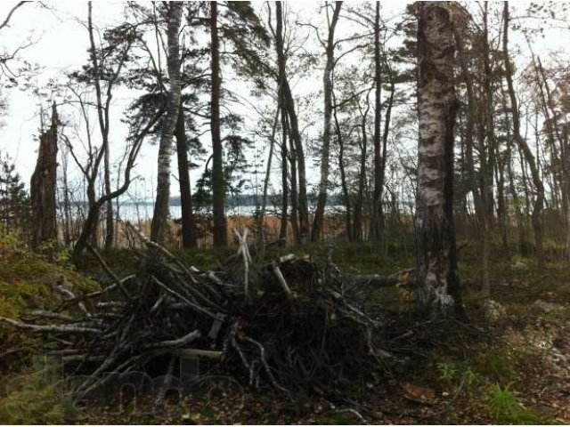 Срочно продам участок ИЖС на берегу озера Отрадное!!! в городе Приозерск, фото 2, Ленинградская область