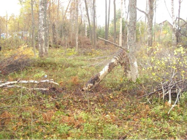 Срочно продам участок ИЖС на берегу озера Отрадное!!! в городе Приозерск, фото 5, Ленинградская область