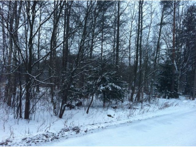 Курортный район, п.Белоостров, участок ИЖС, срочно! в городе Санкт-Петербург, фото 1, стоимость: 4 300 000 руб.