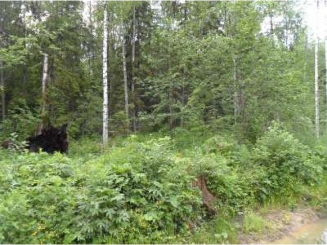 Земельный участок в городе Санкт-Петербург, фото 1, стоимость: 50 000 руб.