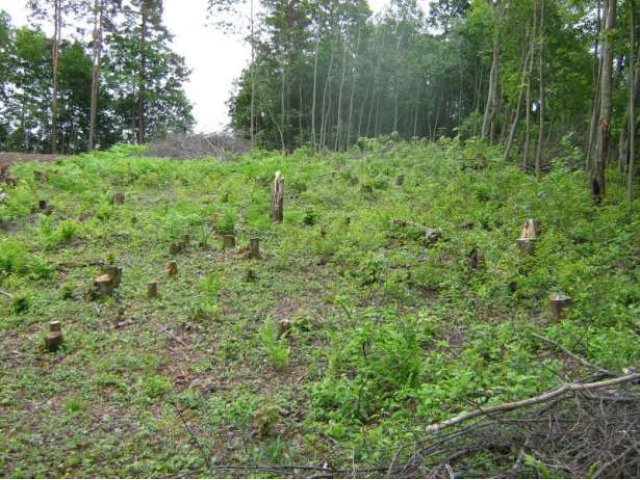 Земельный участок. в городе Санкт-Петербург, фото 1, Продажа земли под индивидуальное строительство