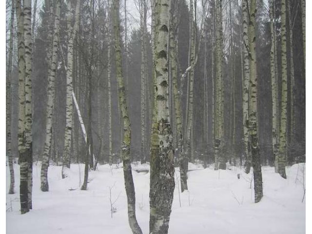 Участок 12 сот - г. Сосновый Бор Ломоносовский район в городе Санкт-Петербург, фото 2, Продажа земли под индивидуальное строительство