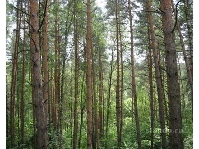 Земельные участки под Ижс в сосновом бору от собственника в городе Переславль-Залесский, фото 1, стоимость: 1 000 000 руб.