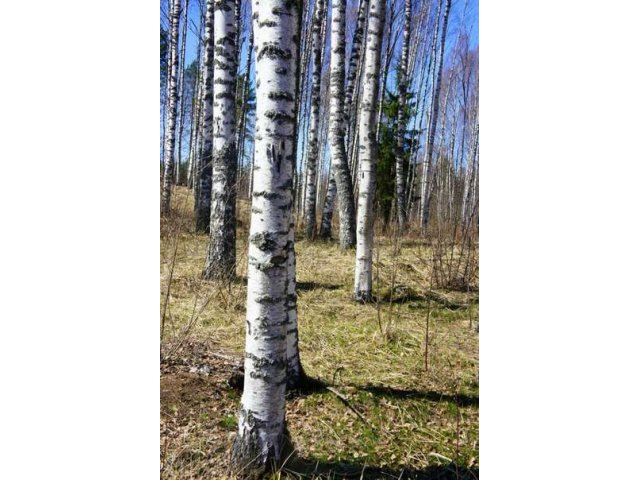 Продам земельный участок во Всеволжском р-не в городе Всеволожск, фото 5, Ленинградская область