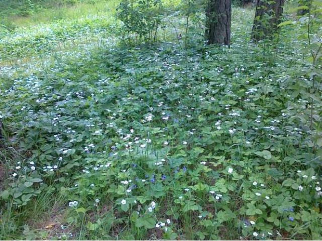 Продаёться земельный участок 40 соток 1я линия финского залива в городе Выборг, фото 2, стоимость: 3 500 000 руб.