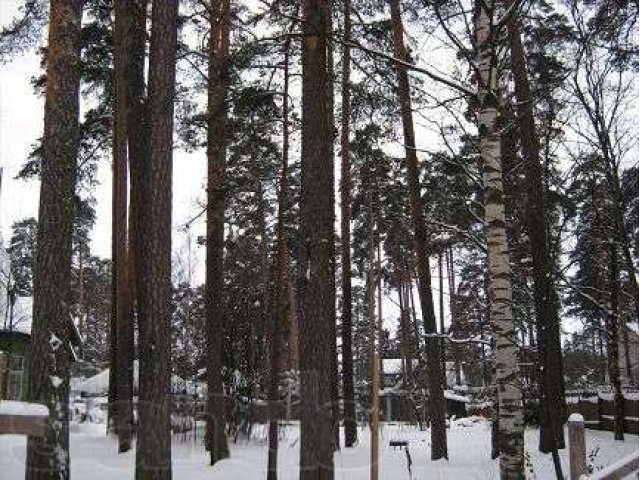 Лисий Нос. Отличный участок 30 сот., сосны (возможно под коммерцию) в городе Санкт-Петербург, фото 1, Продажа земли под индивидуальное строительство