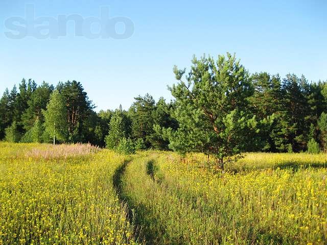 50 сот. под ИЖС в деревне в городе Волосово, фото 1, стоимость: 600 000 руб.