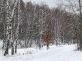 Денежниково. Участок 100 соток в городе Жуковский, фото 4, Московская область