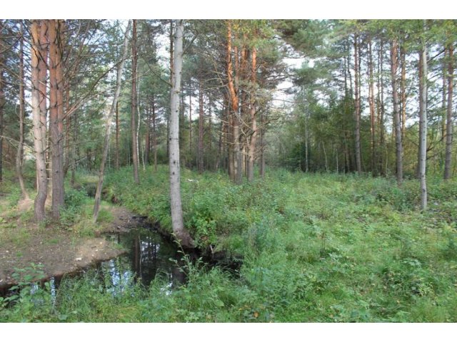 Уникальный участок в лесу в городе Переславль-Залесский, фото 1, Продажа земли под индивидуальное строительство