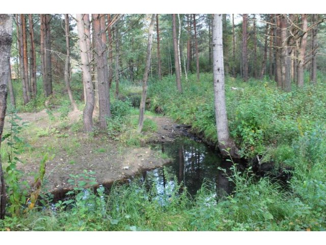 Уникальный участок в лесу в городе Переславль-Залесский, фото 6, стоимость: 1 500 000 руб.