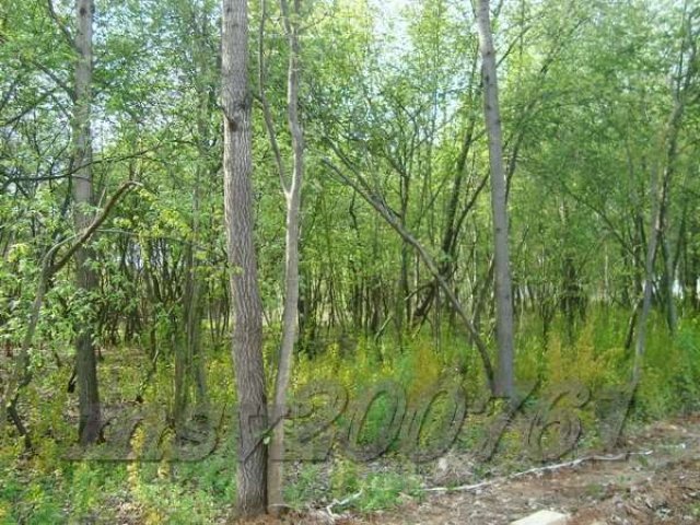 Участок 24 лесной пл.14 сот. под И.Ж.С. в Милюково (Первомайское) в городе Апрелевка, фото 7, Продажа земли под индивидуальное строительство