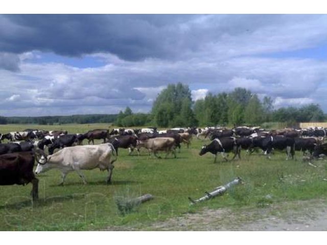 Земля населенного пункта в городе Киржач, фото 3, Продажа земли под индивидуальное строительство